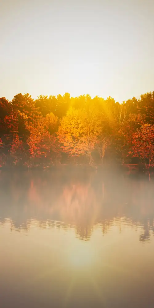 秋天的树木水体