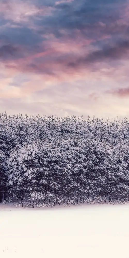 白雪覆盖的树木