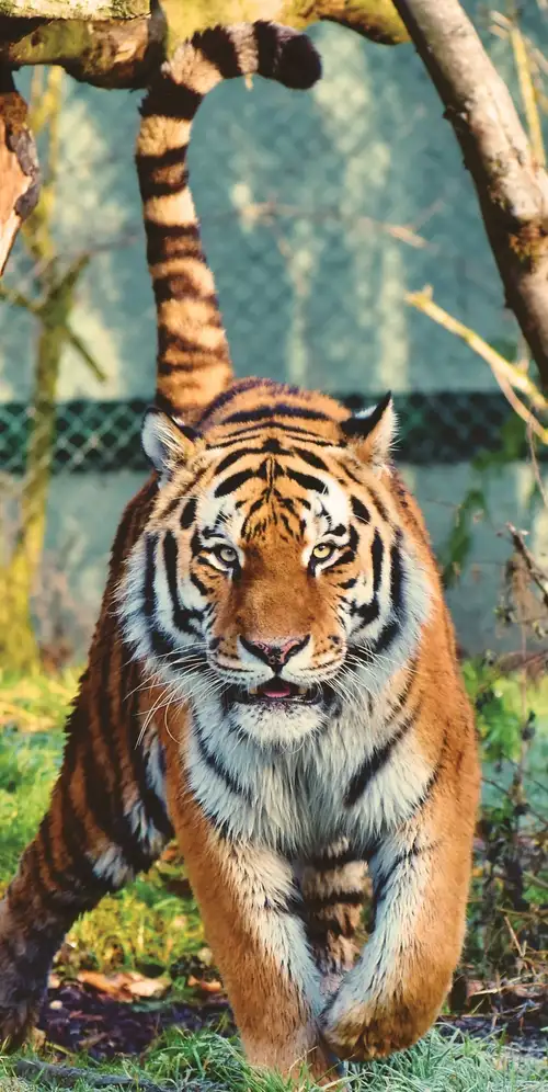 西伯利亚虎行走