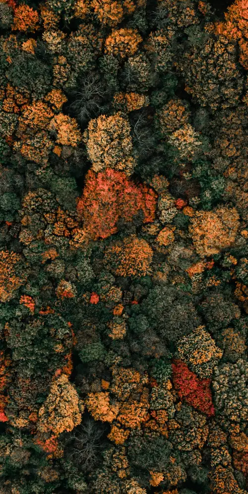 秋天的树无人机照片