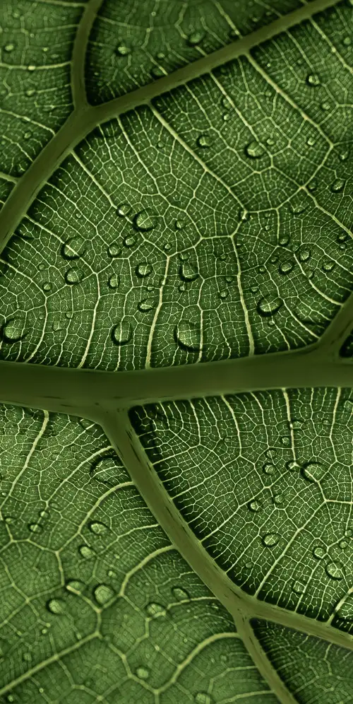 绿叶叶脉