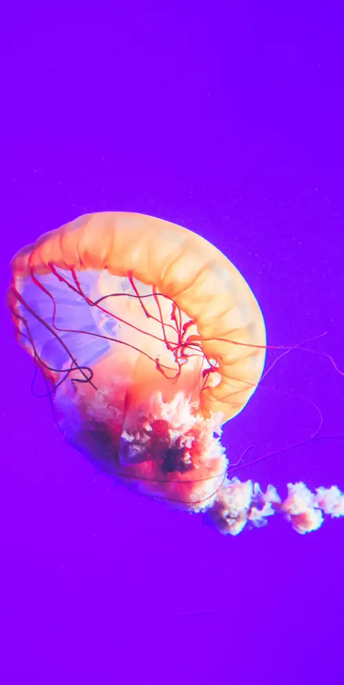 水母紫色背景