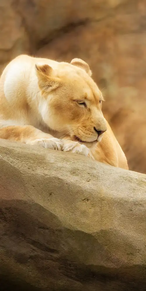 狮子天堂野生动物园