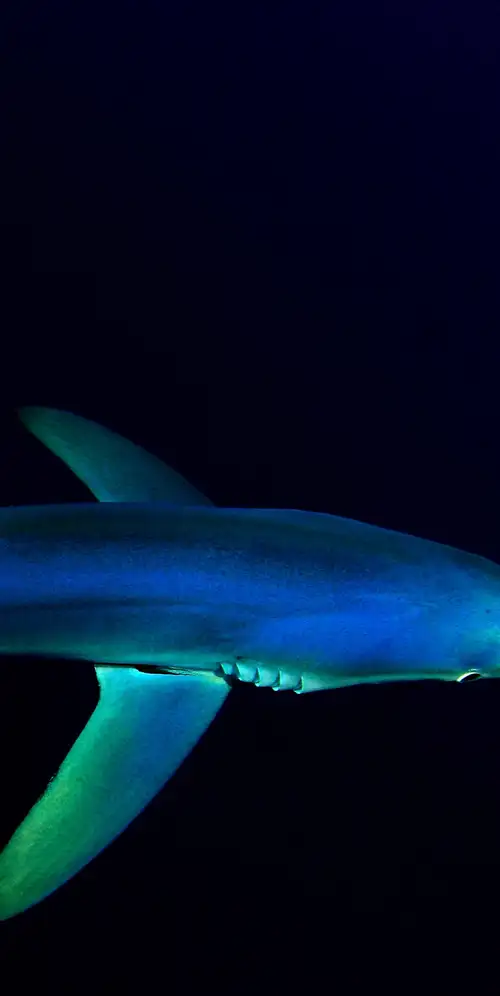 水下蓝鲨