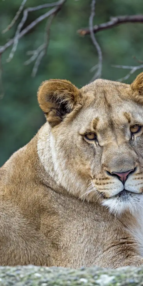 年轻的母狮野生动物
