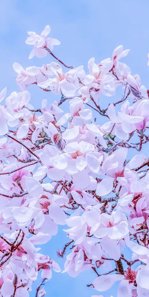 木兰郁金香粉色花朵