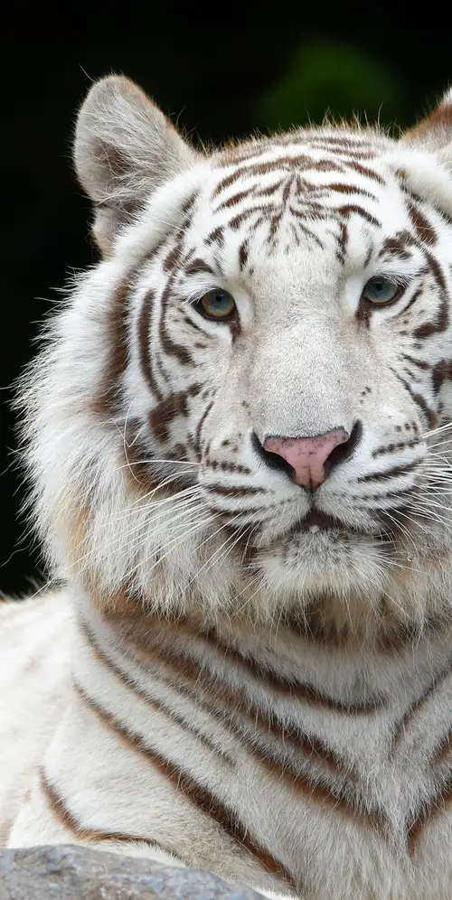 白虎西伯利亚虎