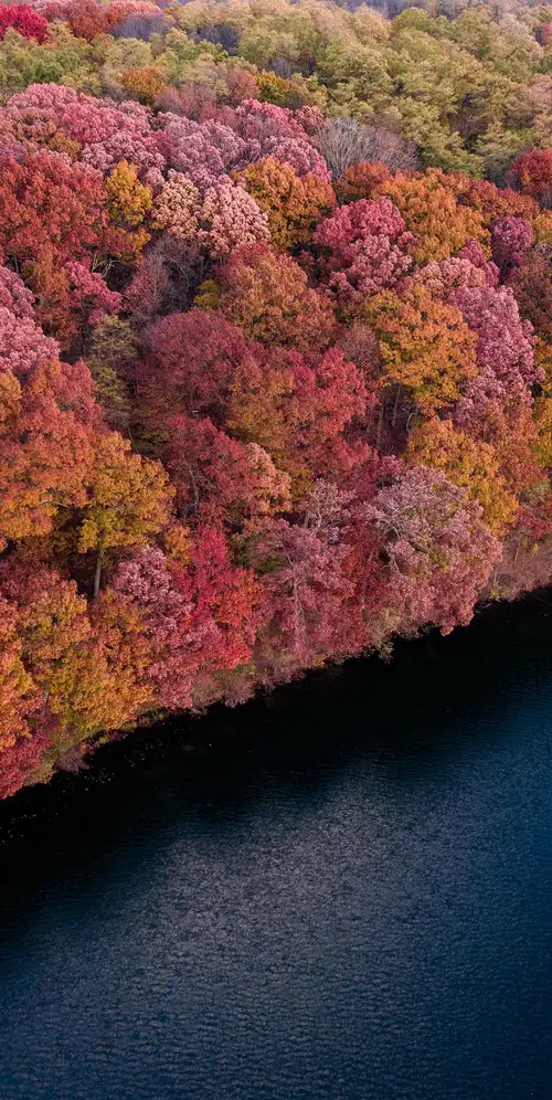 色彩斑斓的森林树木