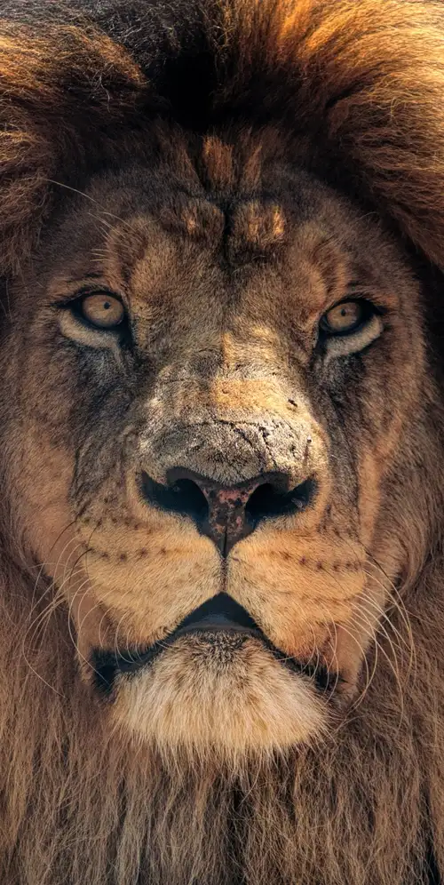 非洲狮野生动物