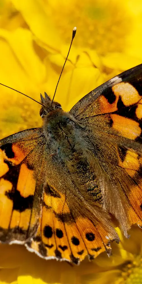 彩绘女士黄色花朵