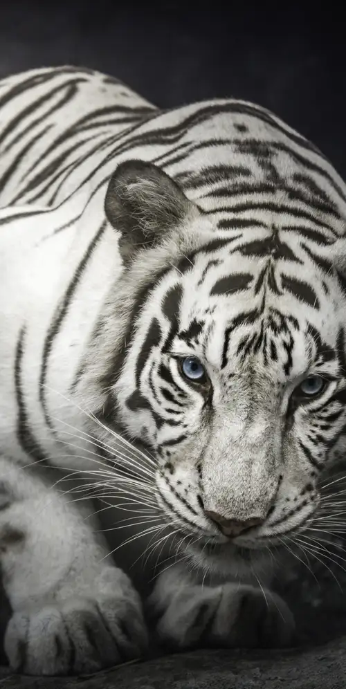 白色孟加拉虎单色