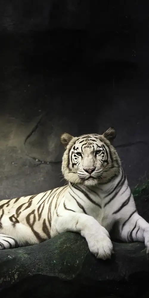 白虎在岩石上休息