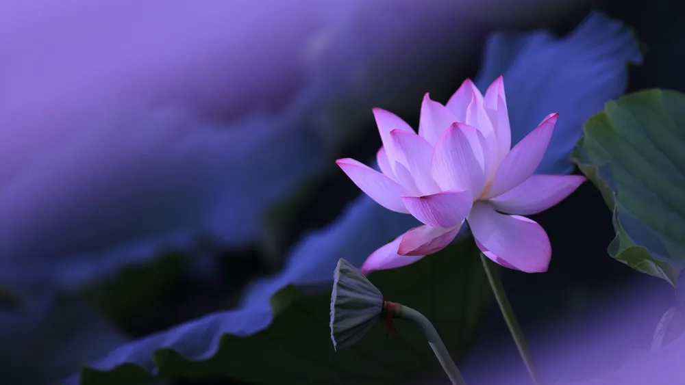 莲花紫色美学4K电脑壁纸