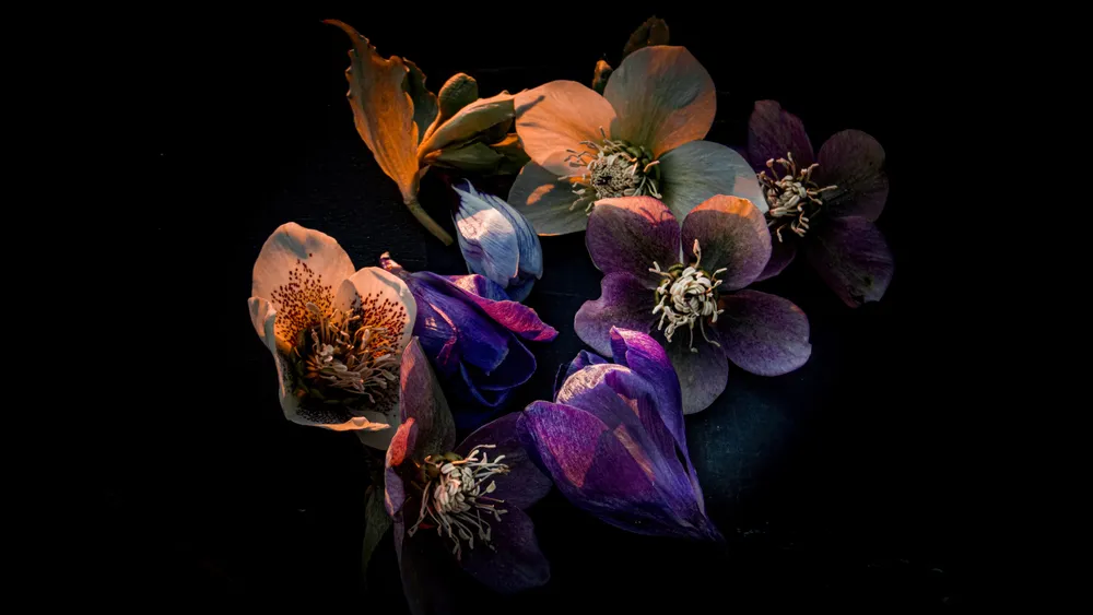 Hellebore花深色美学4K电脑壁纸