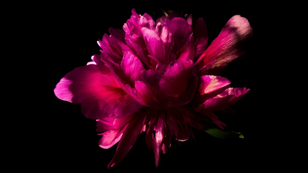 黑色背景下的粉色牡丹花