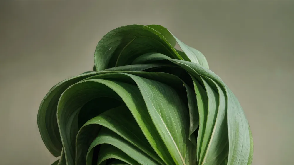 Windows 11绿色美学