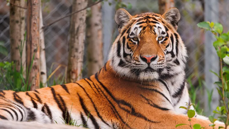 凝视西伯利亚虎