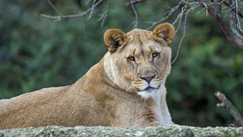 年轻的母狮野生动物