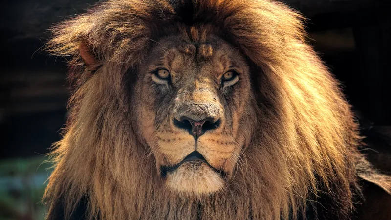 非洲狮野生动物