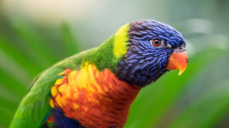 彩虹Lorikeet多彩